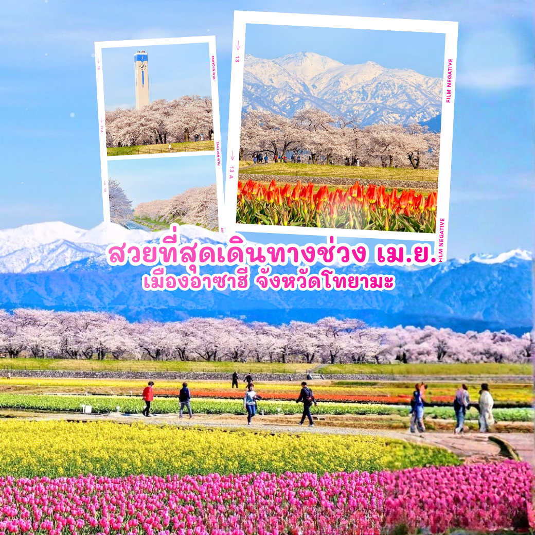 Asahi Funakawa Spring Quartet, เที่ยวโทยามะ, ซากุระโทยามะ, ทิวลิปญี่ปุ่น, จุดชมดอกไม้ญี่ปุ่น, ที่เที่ยวญี่ปุ่นฤดูใบไม้ผลิ, Japan Alps Toyama, เที่ยวโทยามะฤดูใบไม้ผลิ, ชมซากุระญี่ปุ่น, Dream Spot Japan