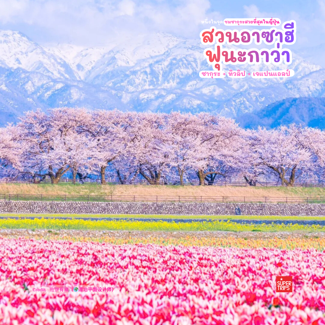 Asahi Funakawa Spring Quartet, เที่ยวโทยามะ, ซากุระโทยามะ, ทิวลิปญี่ปุ่น, จุดชมดอกไม้ญี่ปุ่น, ที่เที่ยวญี่ปุ่นฤดูใบไม้ผลิ, Japan Alps Toyama, เที่ยวโทยามะฤดูใบไม้ผลิ, ชมซากุระญี่ปุ่น, Dream Spot Japan