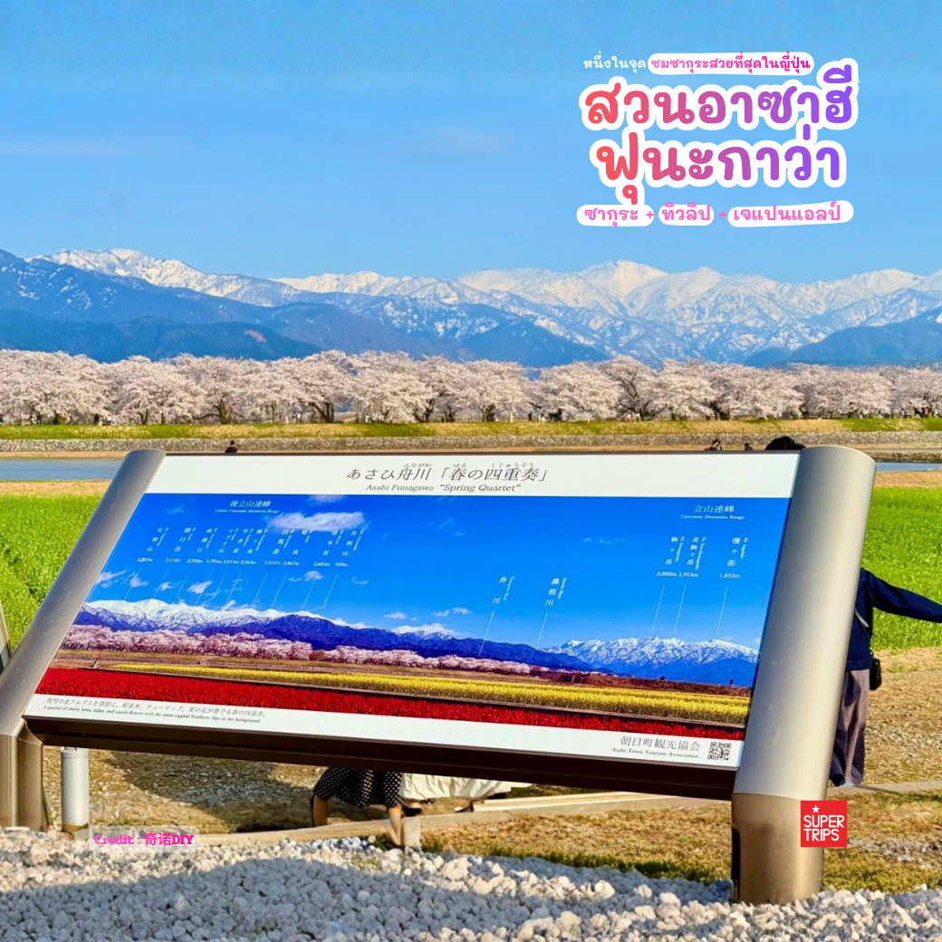 Asahi Funakawa Spring Quartet, เที่ยวโทยามะ, ซากุระโทยามะ, ทิวลิปญี่ปุ่น, จุดชมดอกไม้ญี่ปุ่น, ที่เที่ยวญี่ปุ่นฤดูใบไม้ผลิ, Japan Alps Toyama, เที่ยวโทยามะฤดูใบไม้ผลิ, ชมซากุระญี่ปุ่น, Dream Spot Japan