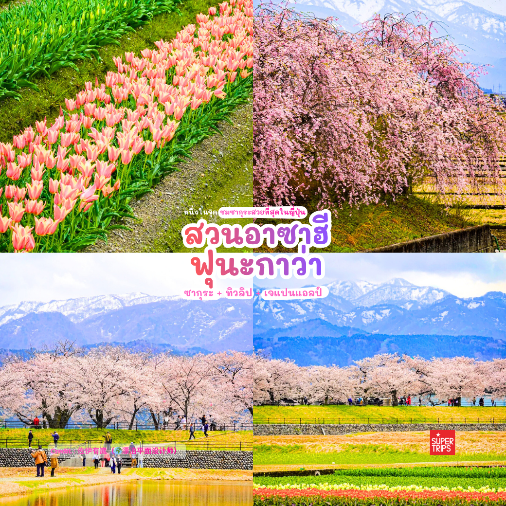 Asahi Funakawa Spring Quartet, เที่ยวโทยามะ, ซากุระโทยามะ, ทิวลิปญี่ปุ่น, จุดชมดอกไม้ญี่ปุ่น, ที่เที่ยวญี่ปุ่นฤดูใบไม้ผลิ, Japan Alps Toyama, เที่ยวโทยามะฤดูใบไม้ผลิ, ชมซากุระญี่ปุ่น, Dream Spot Japan