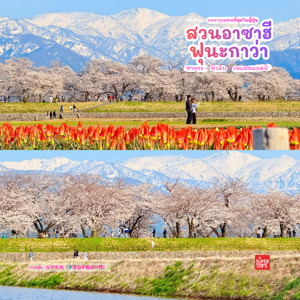 Asahi Funakawa Spring Quartet, เที่ยวโทยามะ, ซากุระโทยามะ, ทิวลิปญี่ปุ่น, จุดชมดอกไม้ญี่ปุ่น, ที่เที่ยวญี่ปุ่นฤดูใบไม้ผลิ, Japan Alps Toyama, เที่ยวโทยามะฤดูใบไม้ผลิ, ชมซากุระญี่ปุ่น, Dream Spot Japan