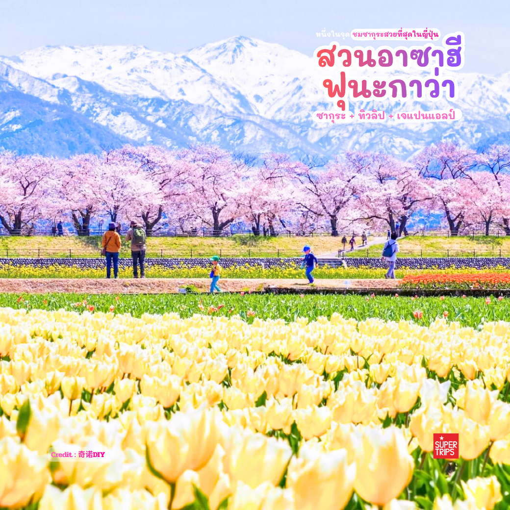 Asahi Funakawa Spring Quartet, เที่ยวโทยามะ, ซากุระโทยามะ, ทิวลิปญี่ปุ่น, จุดชมดอกไม้ญี่ปุ่น, ที่เที่ยวญี่ปุ่นฤดูใบไม้ผลิ, Japan Alps Toyama, เที่ยวโทยามะฤดูใบไม้ผลิ, ชมซากุระญี่ปุ่น, Dream Spot Japan