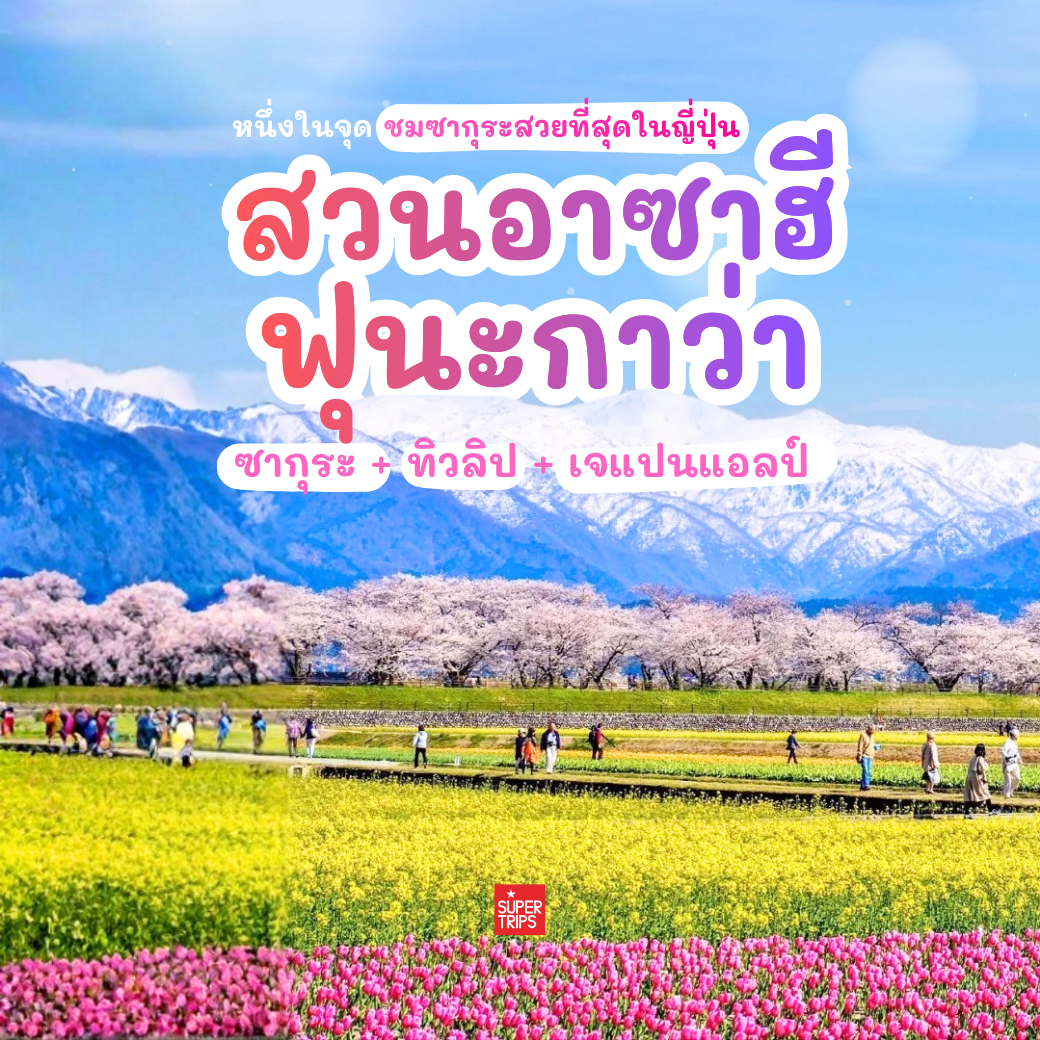 สัมผัสวิวฤดูใบไม้ผลิระดับท็อปของญี่ปุ่นที่ Asahi Funakawa Spring Quartet เมืองโทยามะ ชมซากุระ ทิวลิป นาโนฮานะ และเทือกเขา Japan Alps ในเฟรมเดียว ช่วงพีคต้น–กลางเมษายน